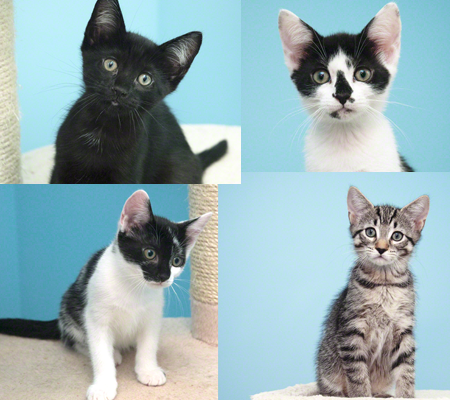 Celestes Four Kittens